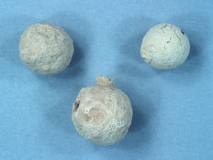 Pallichus dakotensis